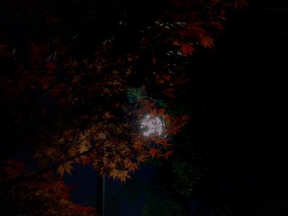 29C96C0C-B265-45FF-BFD9-10BF57FD4651/L0/001