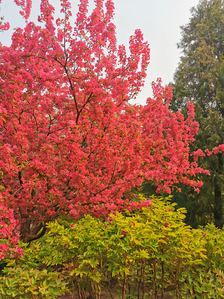 万紫千红总是春