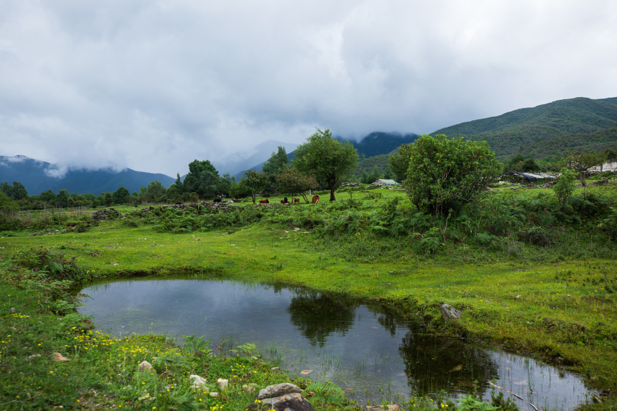 夏日的高山草场