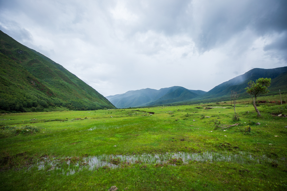 夏日的高山草场