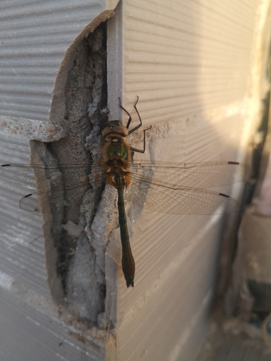 傍晚偶遇一只蜻蜓我们东北也叫大蜻mā蜓ling好多年没有看到没有近