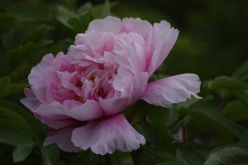 601736AA-82FF-4BCF-A04B-E7C77FFB1A65/L0/001