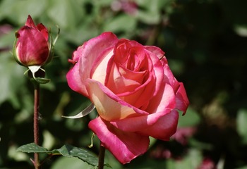687BB029-CB7F-4F72-ACE6-2C690011B061/L0/001