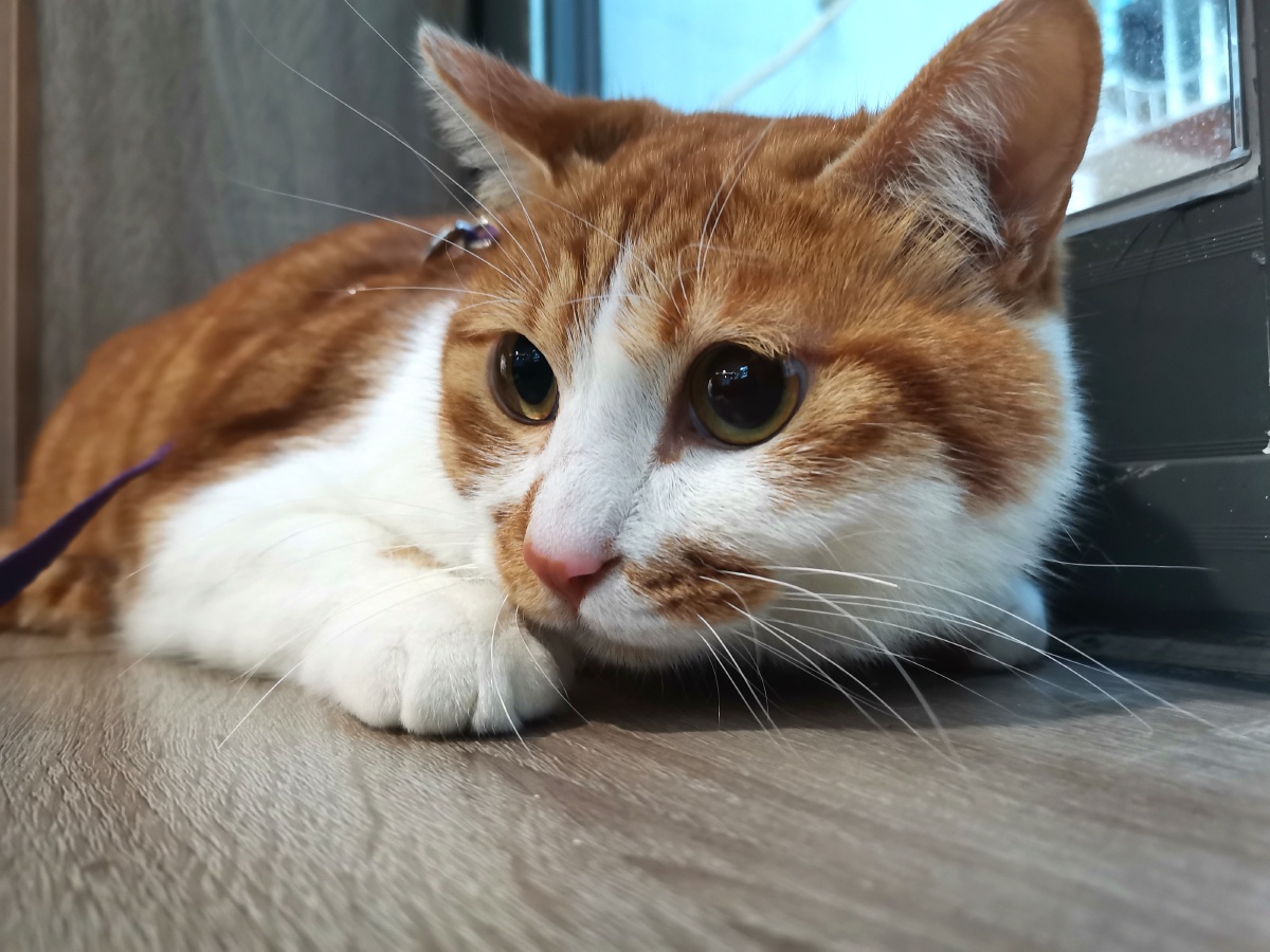 紧张又可爱的猫咪