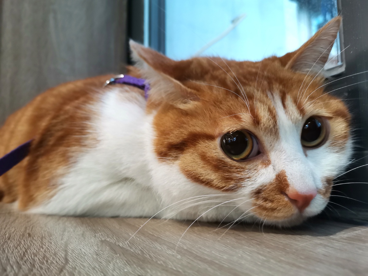 紧张又可爱的猫咪