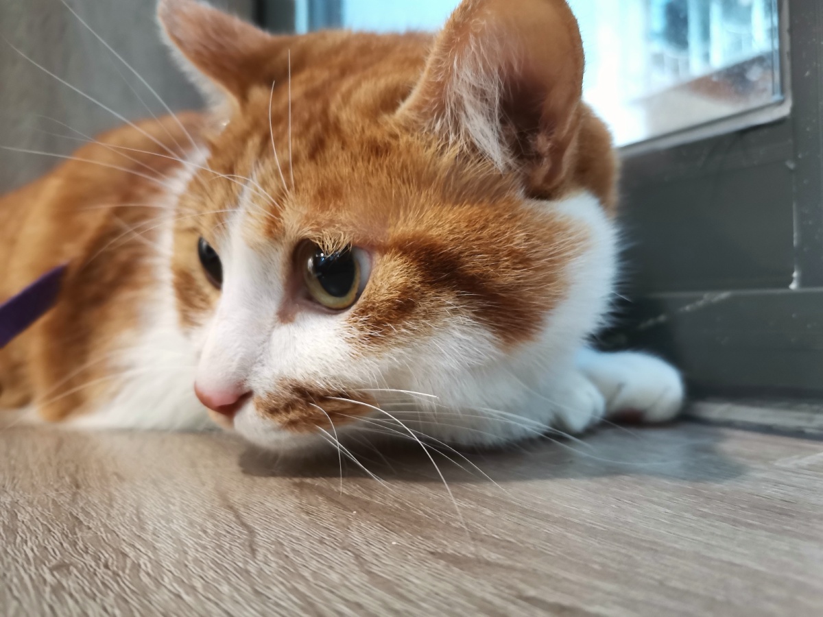 紧张又可爱的猫咪