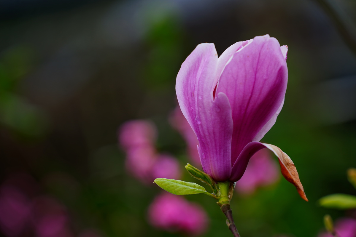 坐春辛夷花含苞待放时像荷花的花苞又像一支毛笔它朝着天空吐出新蕊