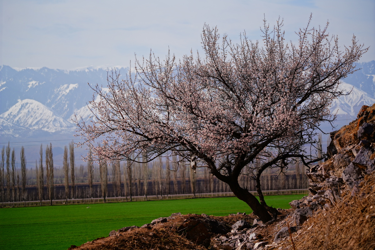 果子沟大桥附近的杏花