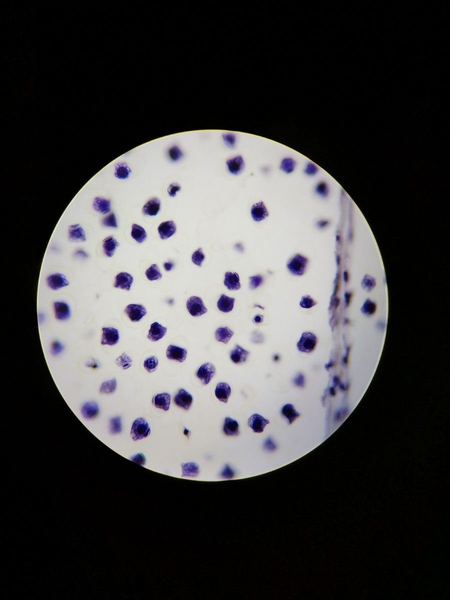 松雄球果切片 - 摄影师161664517449181 - 图虫