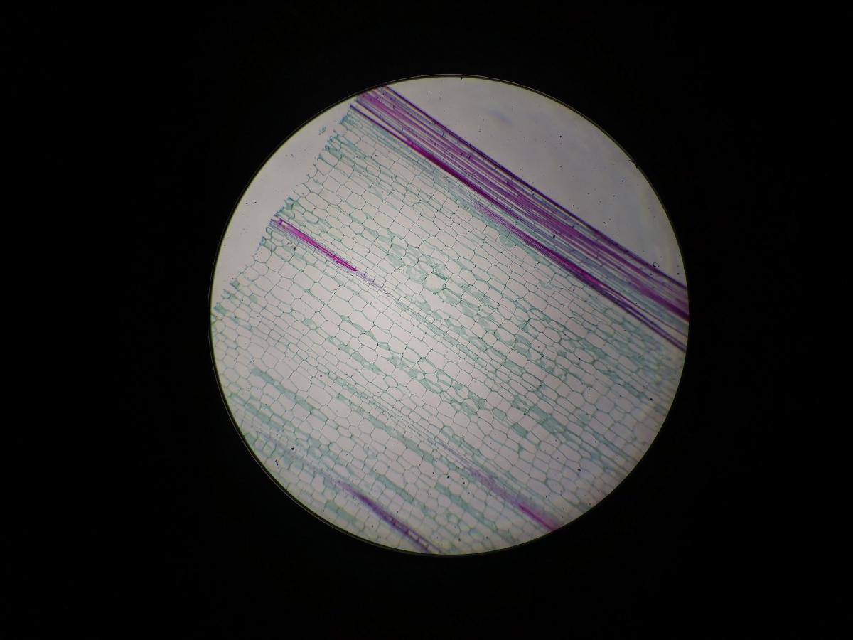 玉米胚纵切
