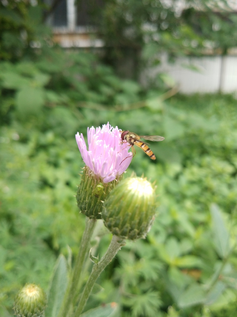 刺角芽花也很漂亮