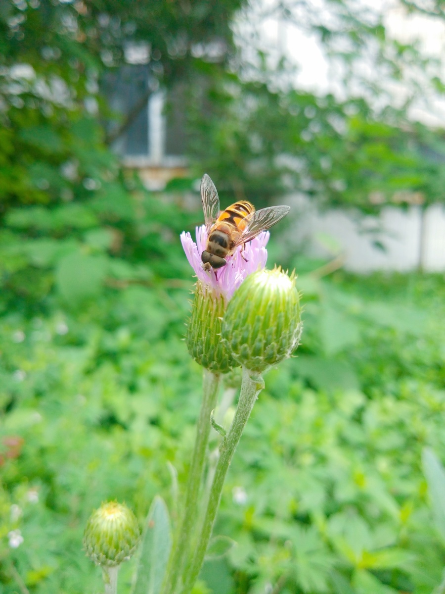 刺角芽花也很漂亮