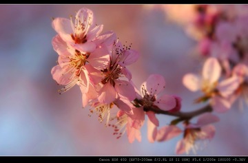 这是桃花不是樱花