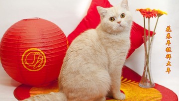 年糕拜年