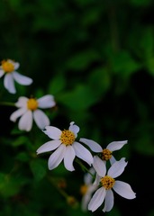 66428FB5-5E34-40B7-8232-C65EDDF8B8A0/L0/001