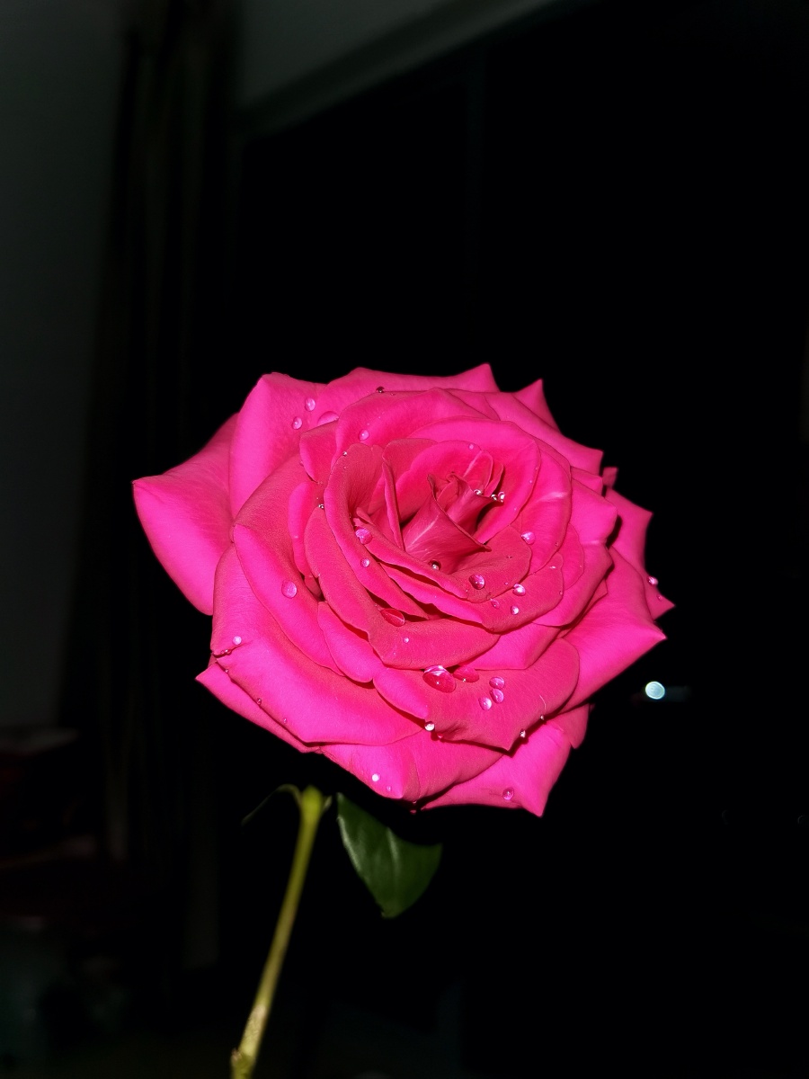 玫红色的玫瑰晚上也能拍的很漂亮