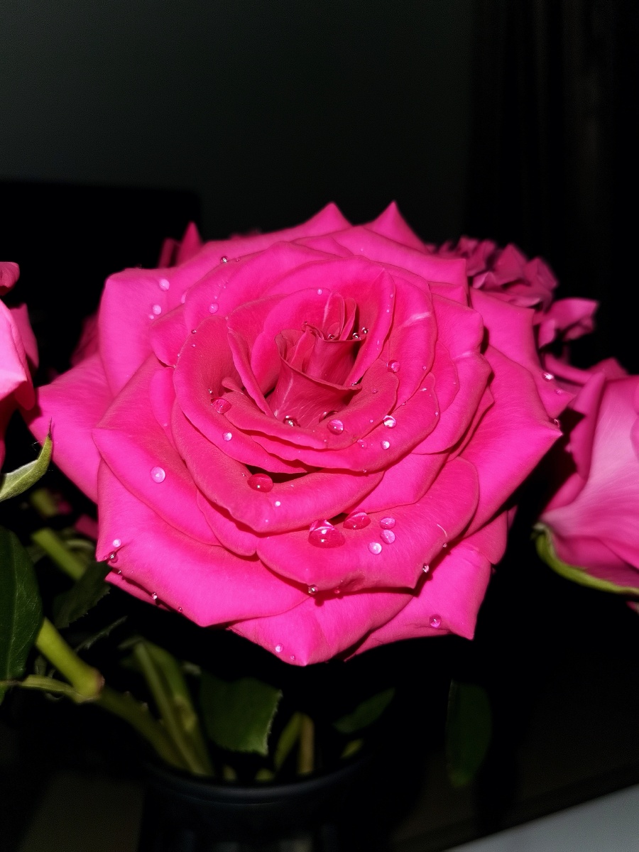 玫红色的玫瑰晚上也能拍的很漂亮