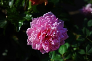 2F7D4564-345A-4BAB-82F3-C88713FC6F61/L0/001