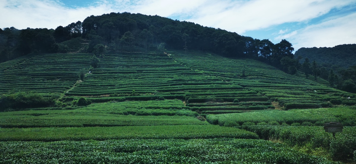 西湖龙井茶山