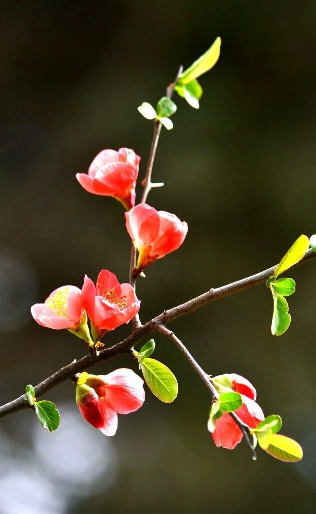 清新唯美高清风景花朵图片
