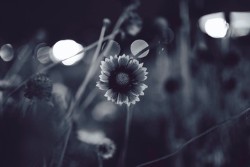 2E21D271-C619-4A6A-B81C-8FCB8F1F69BB/L0/001