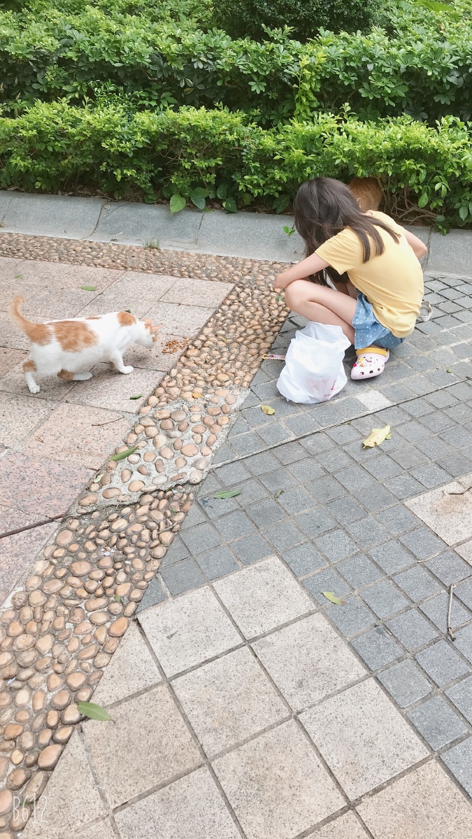 小区里一个特别有爱心小女孩每天都会来给流浪猫喂食和水