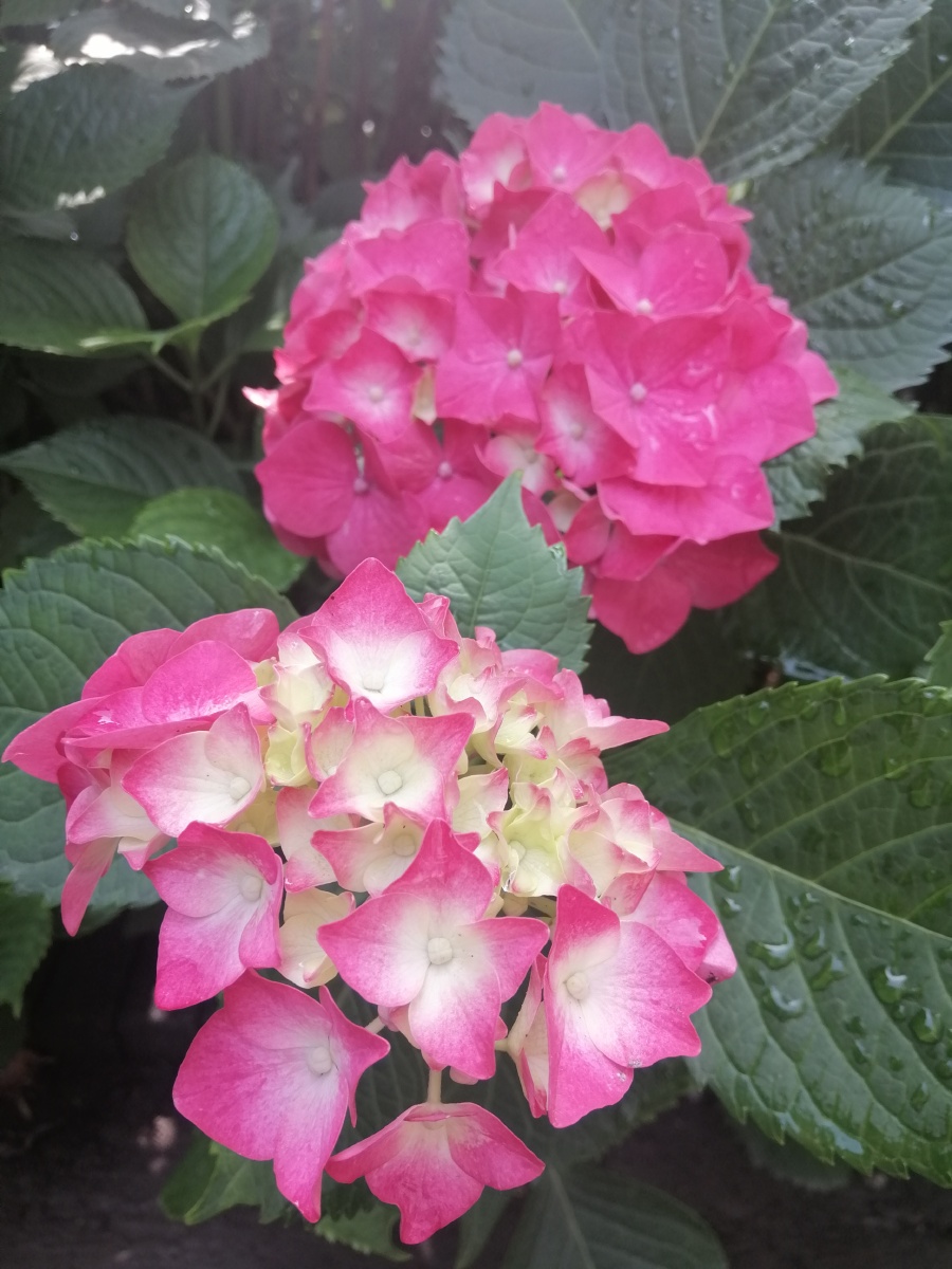 带着水珠的绣球花晶莹透澈