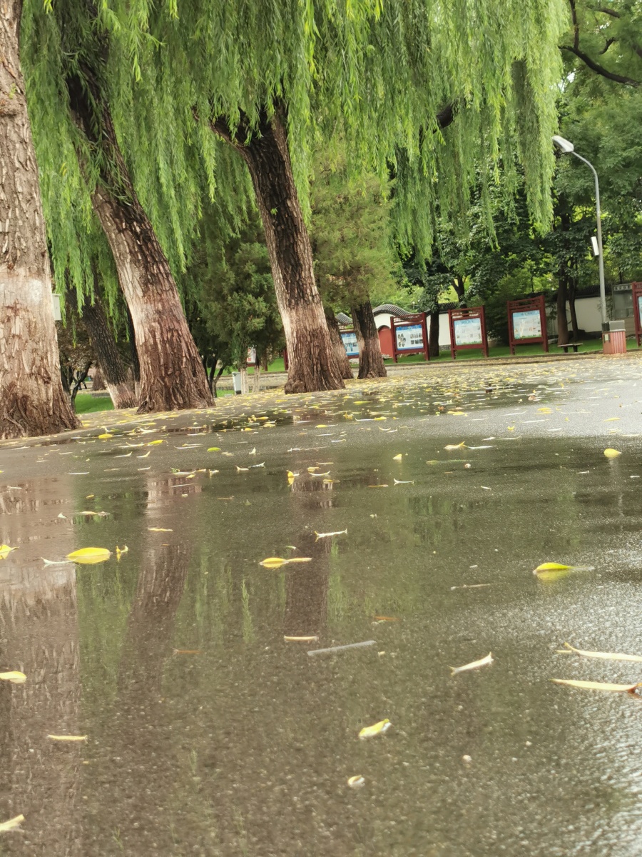 今日京城雨中的北京公园
