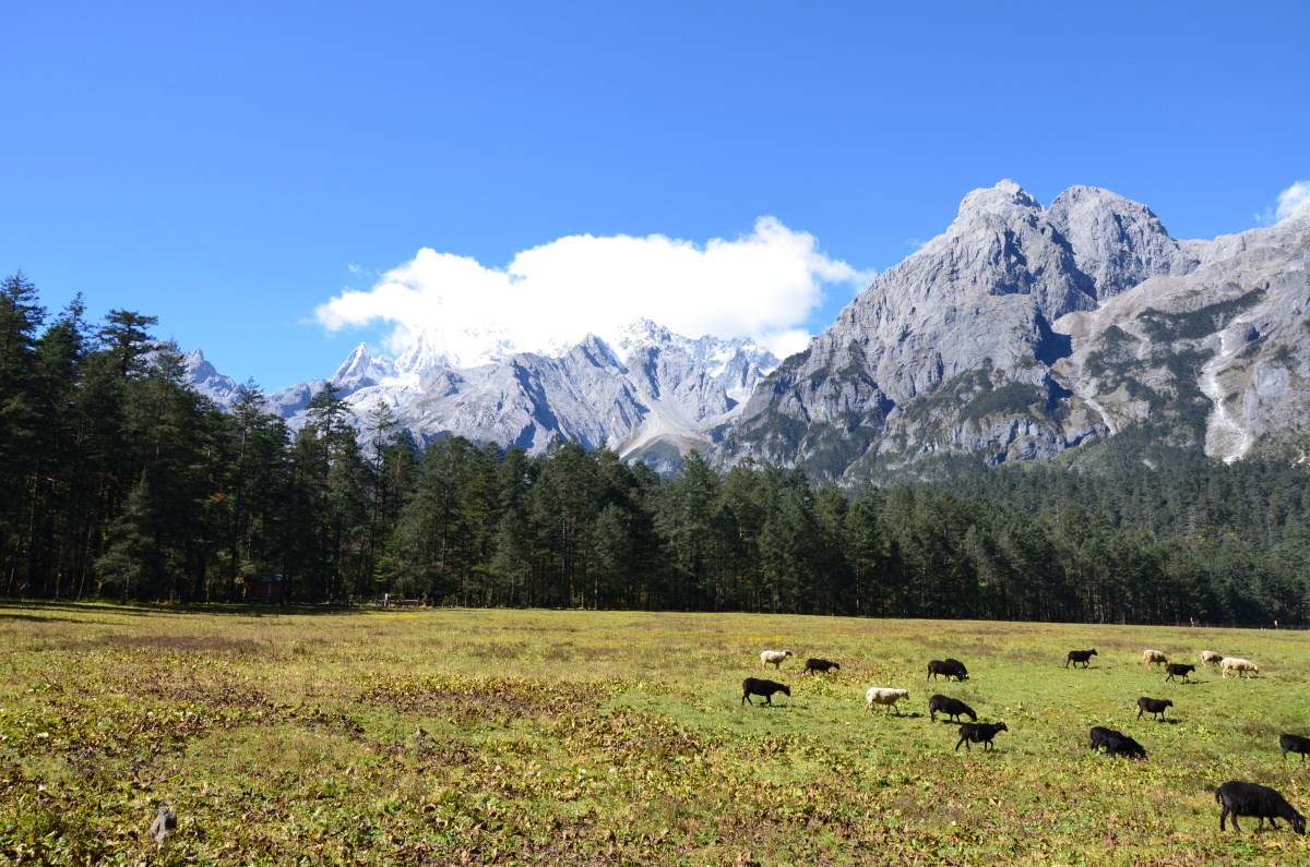 风吹草低见牛羊高清壁纸