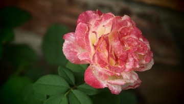 68D8EF16-56EE-4B39-86FC-EA481B9DE668/L0/001