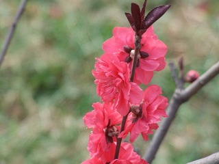 4.14未名采风 056