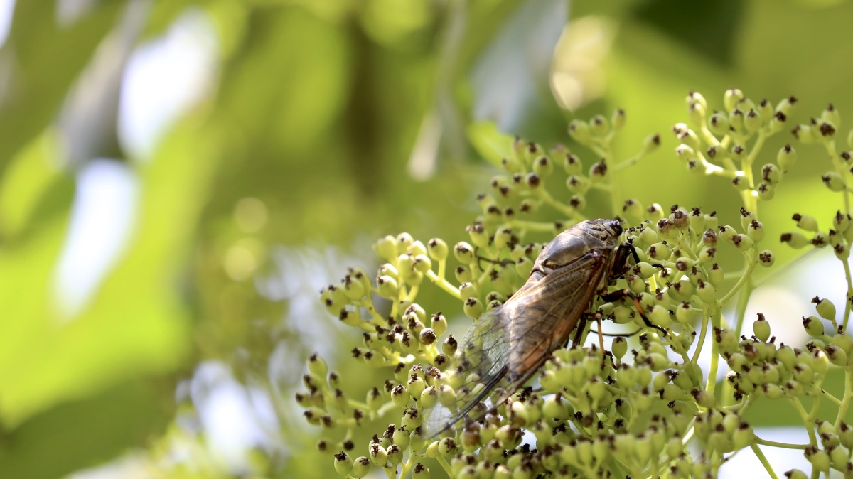 垂緌饮清露流响出疏桐居高声自远非是藉秋风