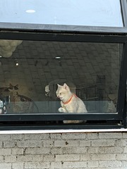 1000107955
