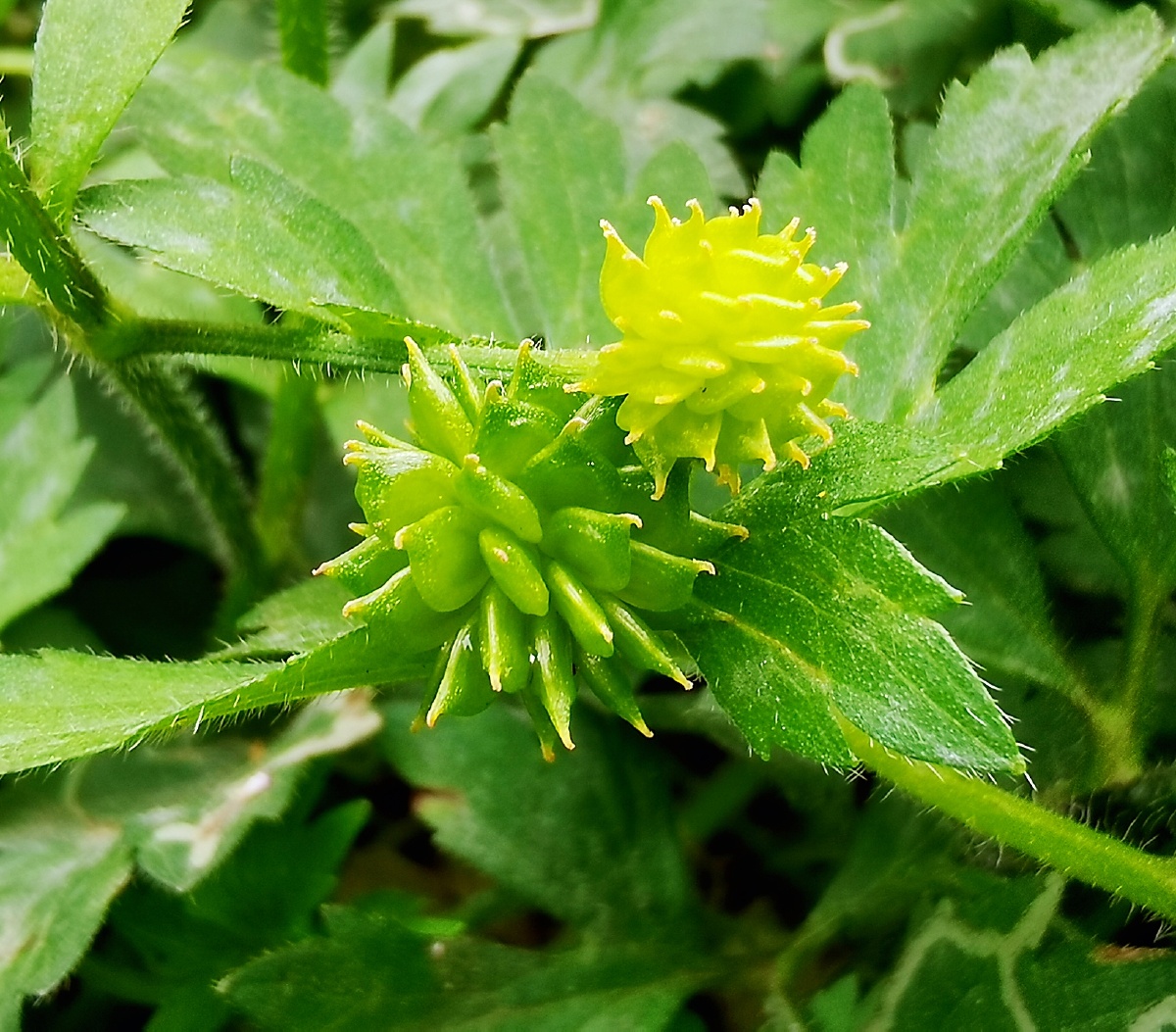 扬子毛茛路边上的辣子草