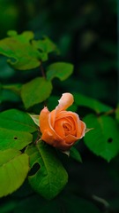 8E0CBB4C-38F0-4C56-AC10-F80FA6E53DE4/L0/001
