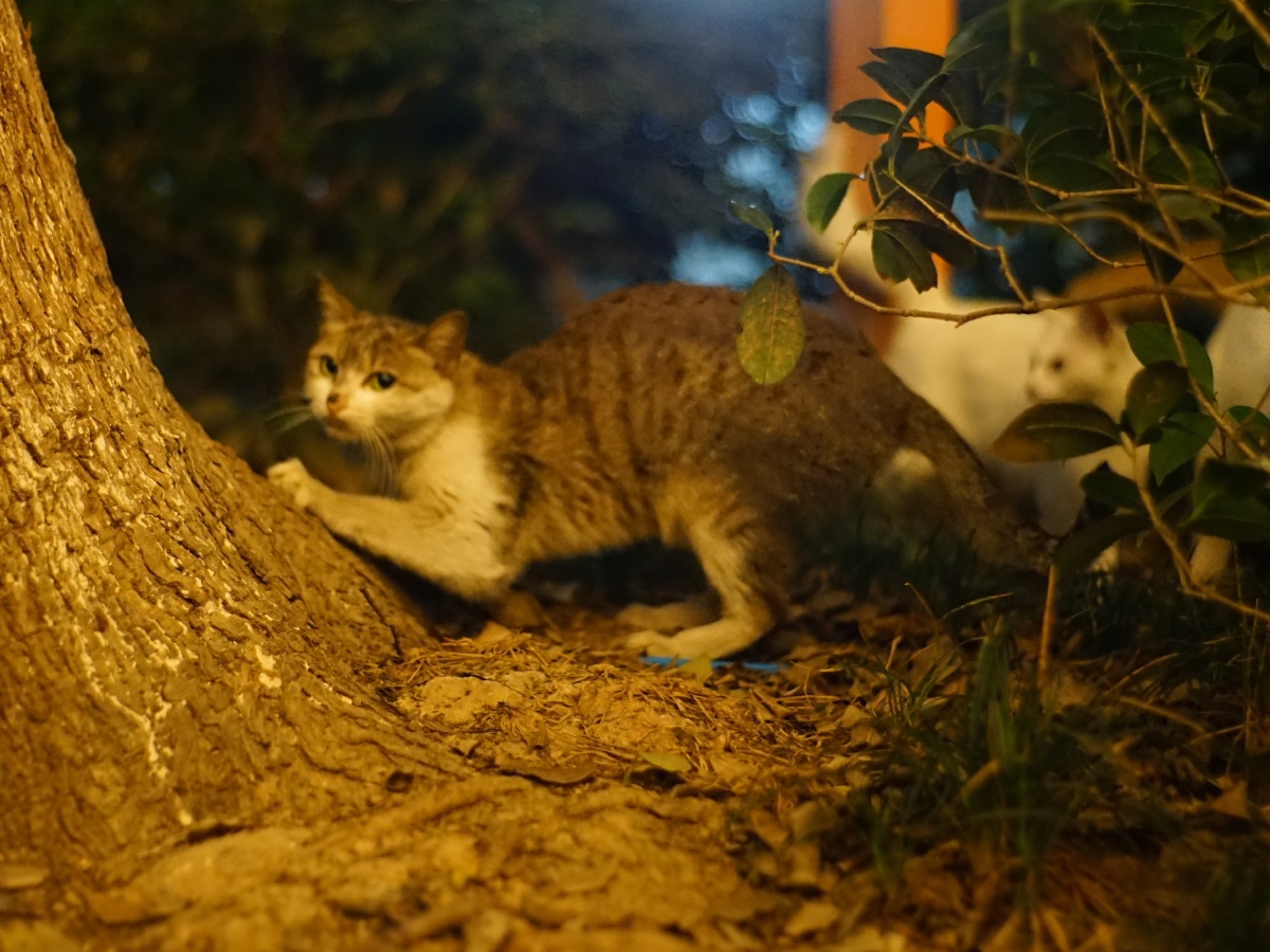 野猫夜猫