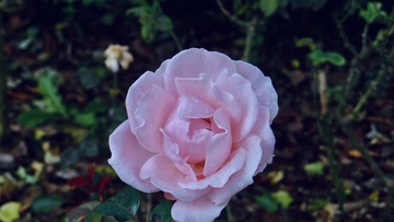 44A2F062-D29C-44D6-85CF-D404C7A6F1B6/L0/001