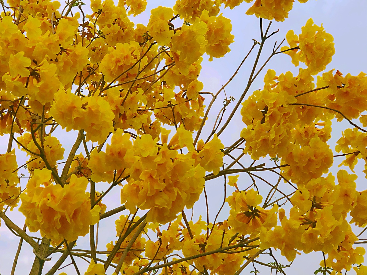 黄花木 - 摄影师161680323713380 - 图虫