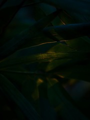 70512BF8-872B-4F88-B752-C138E482EB5E/L0/001