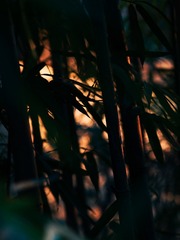 FF8B3F84-26E7-4328-9D92-3A243E0AB262/L0/001