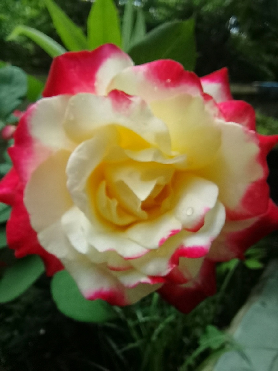 红边黄月季花太漂亮了