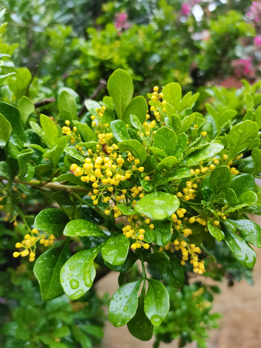雨中的米兰花