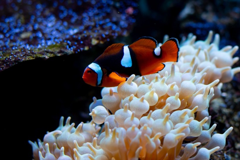 海洋中遨游的小丑鱼图片小丑鱼是对雀鲷科海葵鱼亚科鱼类的俗称因为