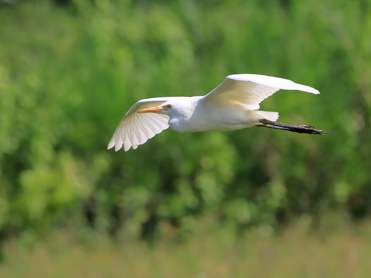 在田野边抓拍飞行中的白鹭