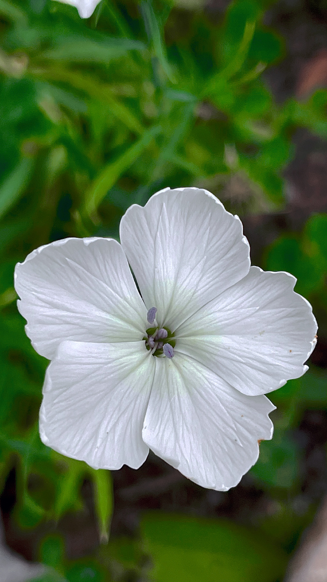 给你一朵小白花