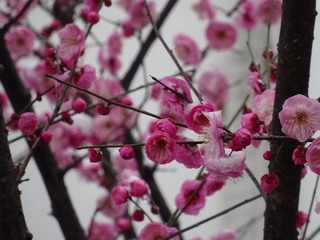 0516A6BB-B8D0-42C4-809D-94E06F5958B7/L0/001