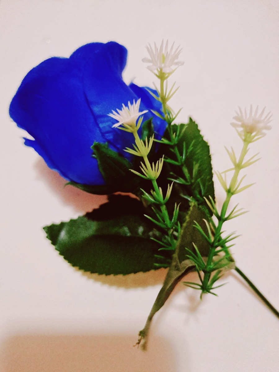 玫瑰中的新贵蓝色妖姬花语清纯的爱和敦厚善良单枝表示相守是一种承诺