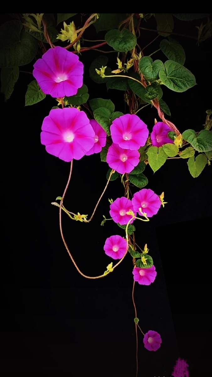 牵牛花花语——生命的象征.