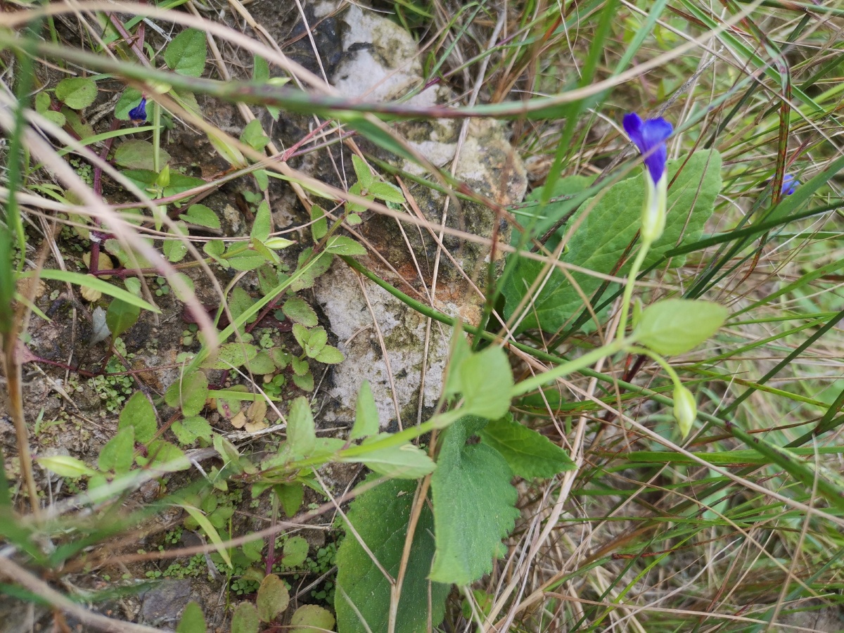 单色成蝶彼生一片蝴蝶草又称韩信草