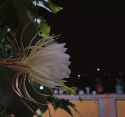 25E2EBE9-F5C1-434F-9CC1-56DFE3B9D010/L0/001